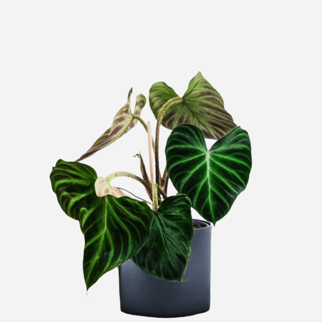 PHILODENDRONS - Oh Shoot! Plants