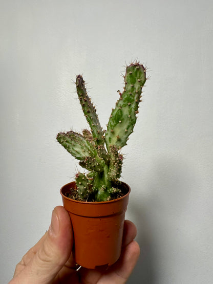 Opuntia Triacanthos - Big Pine Key Prickly Pear