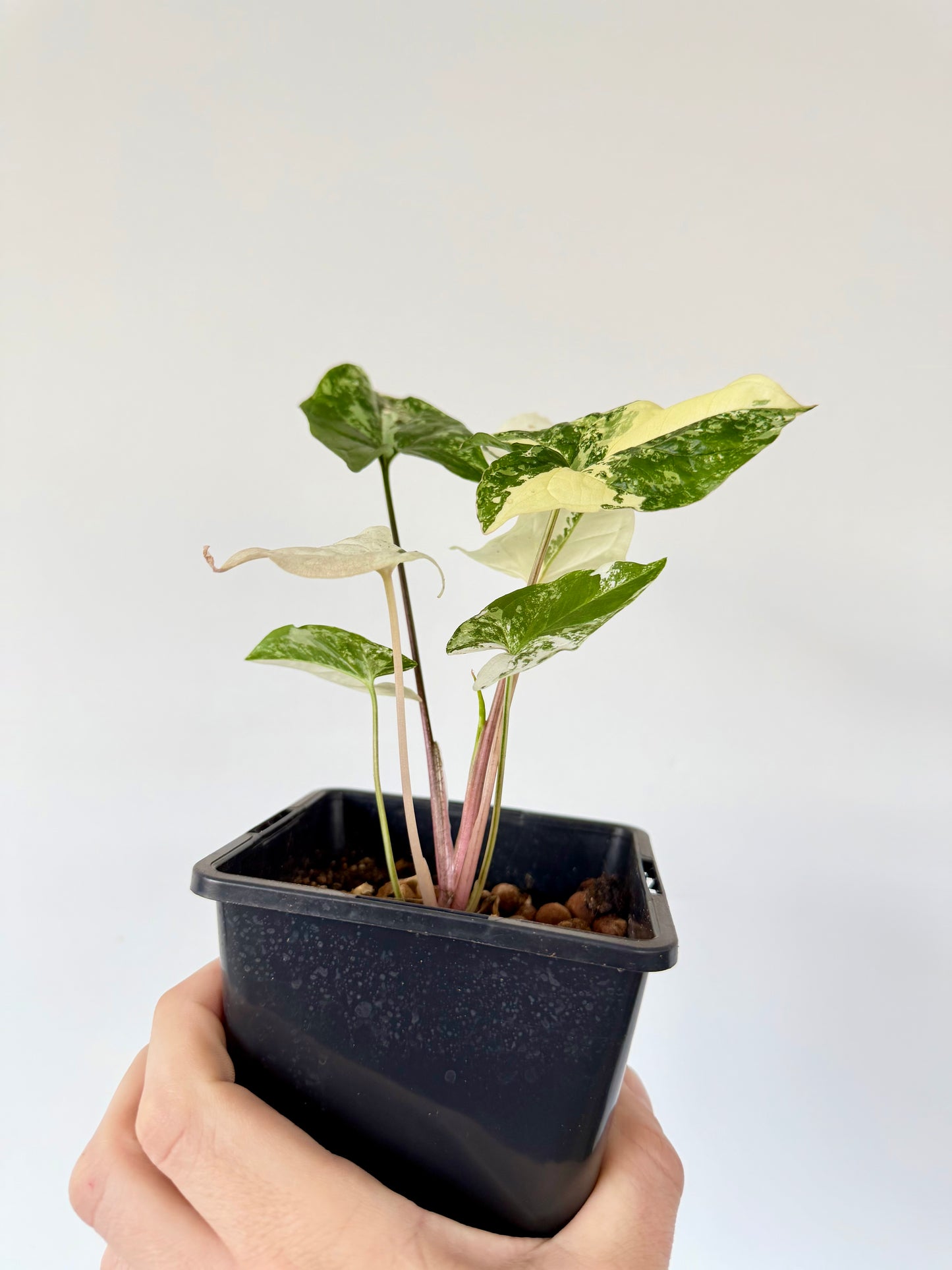 Syngonium Albo - Syngonium Podophyllum Variegata