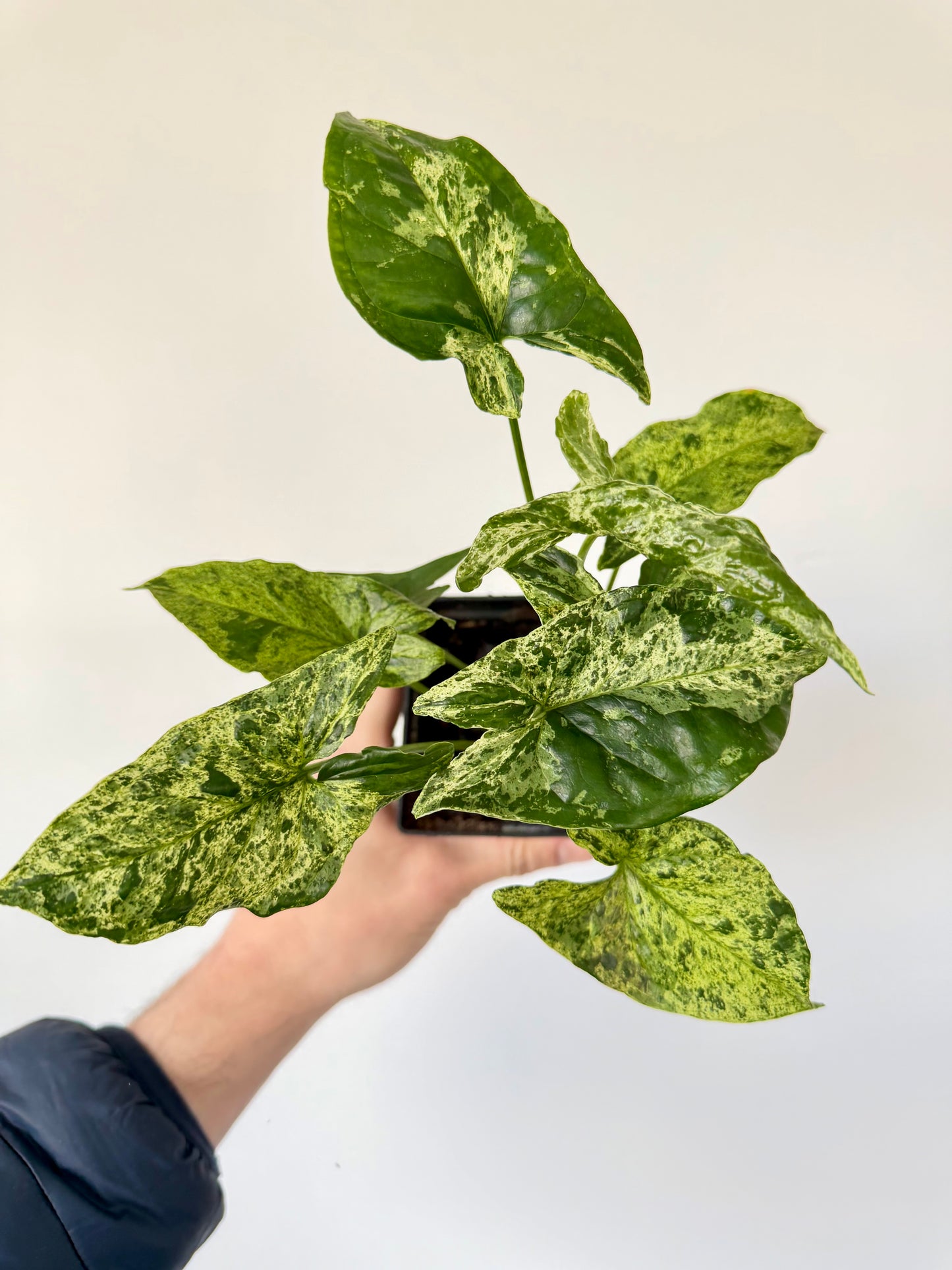 Syngonium Mojito Mottled - Syngonium Podophyllum