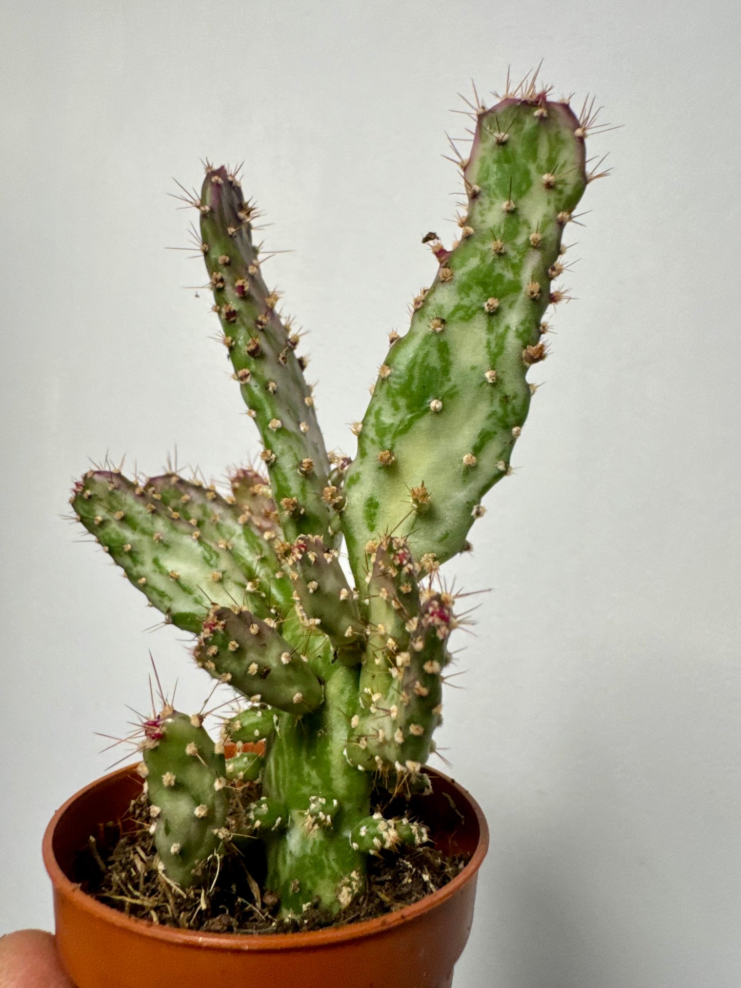 Opuntia Triacanthos - Big Pine Key Prickly Pear