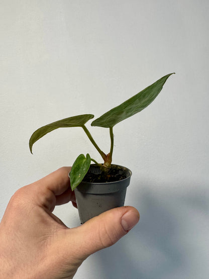 Baby Anthurium Crystallinum - Crystal Anthurium