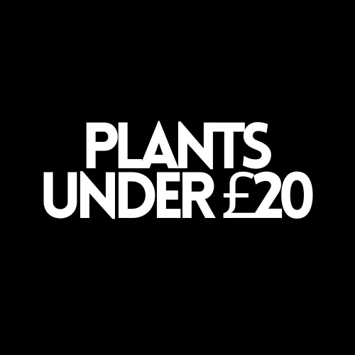 Under £20