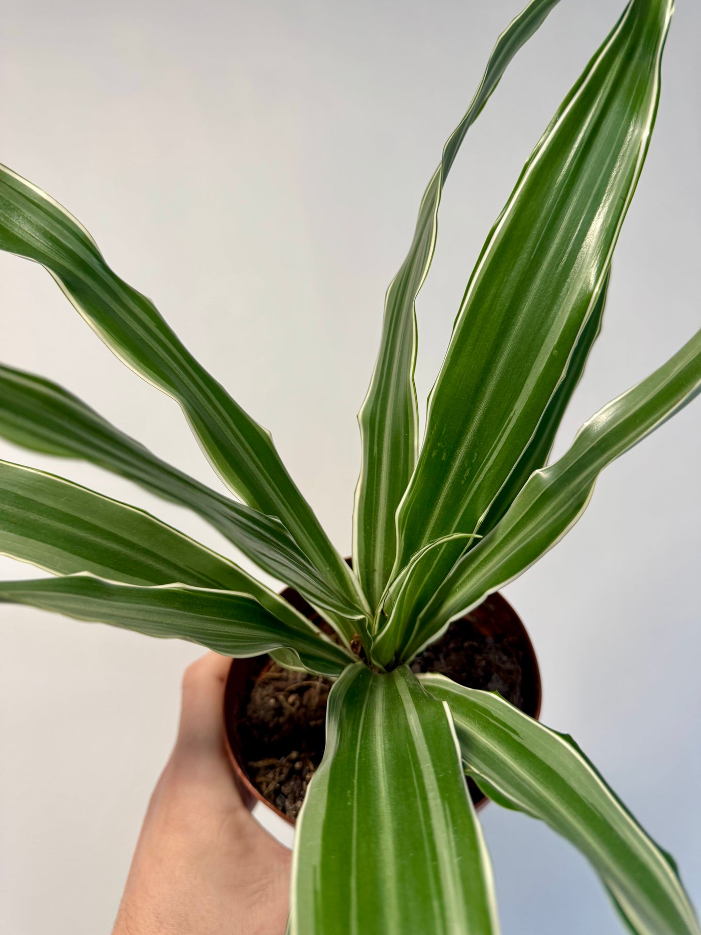 Dracaena Warneckii - White Striped Dracaena