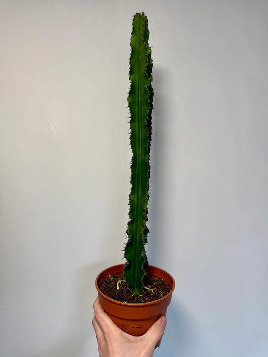 Euphorbia Ingens - Candelabra Cactus / Tree