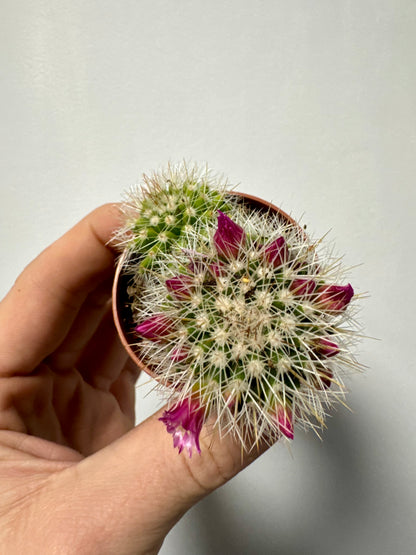 Mammillaria Spinosissima - Spiny Pincushion Cactus