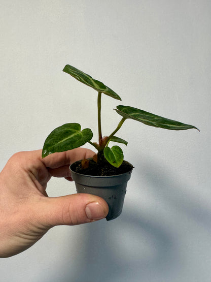 Baby Anthurium Crystallinum - Crystal Anthurium