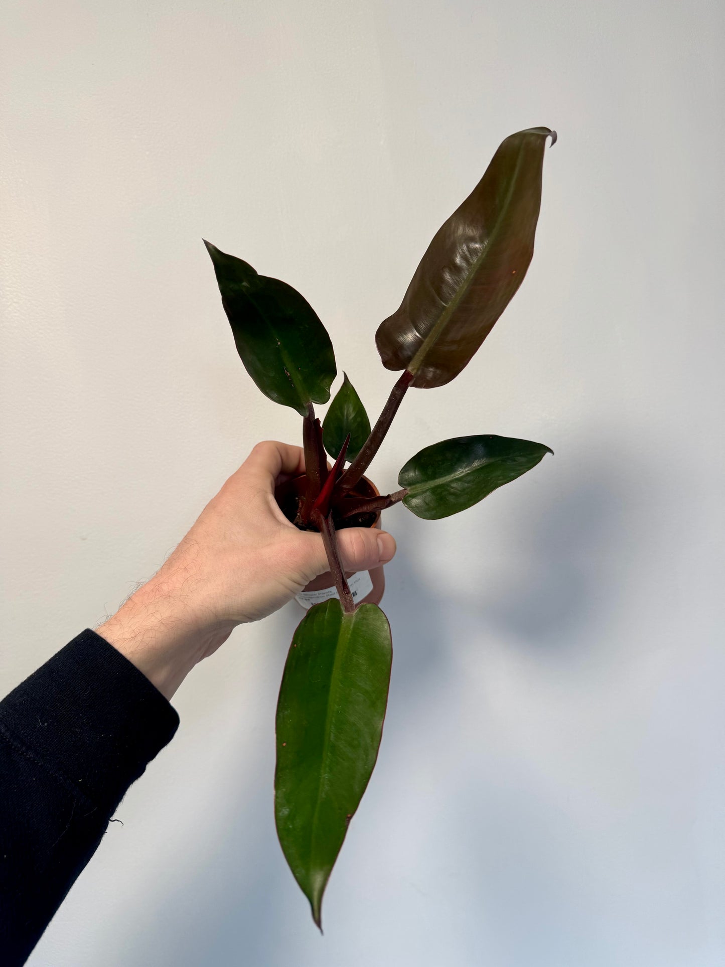 Philodendron Erubescens - Philodendron Red Sun