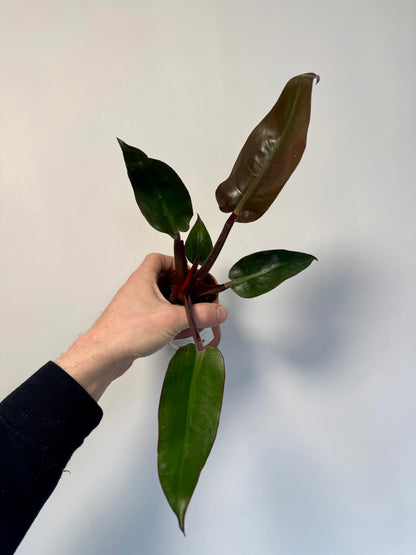 Philodendron Erubescens - Philodendron Red Sun