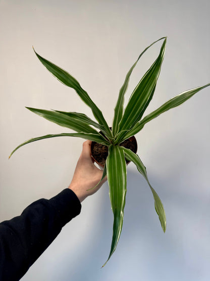 Dracaena Warneckii - White Striped Dracaena