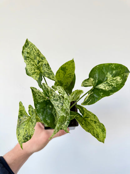 Syngonium Mojito Mottled - Syngonium Podophyllum