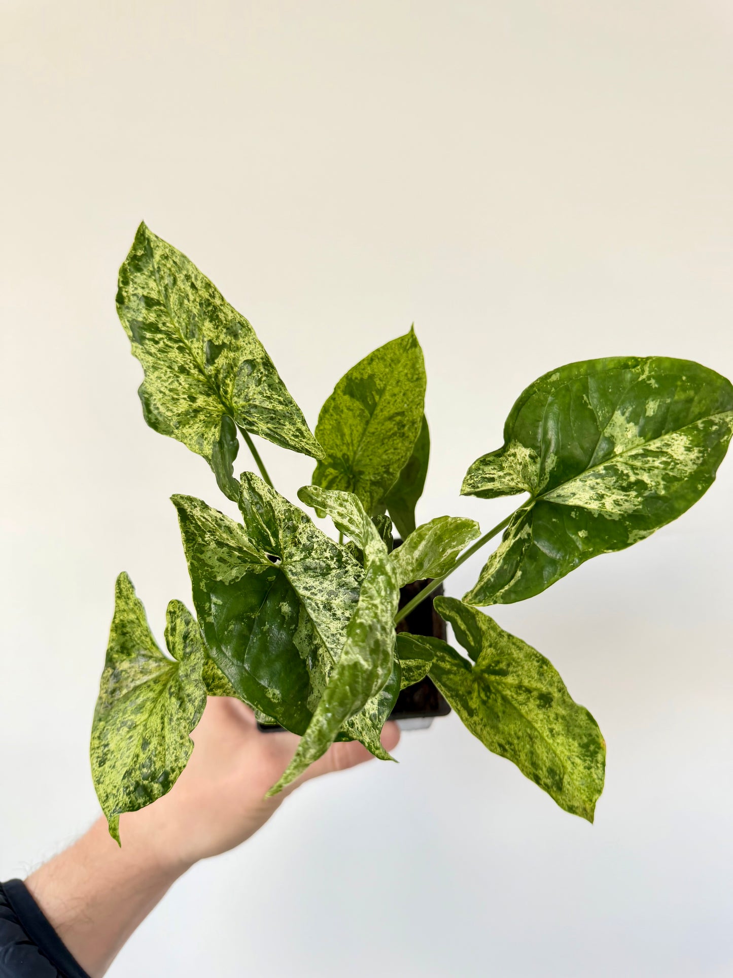 Syngonium Mojito Mottled - Syngonium Podophyllum