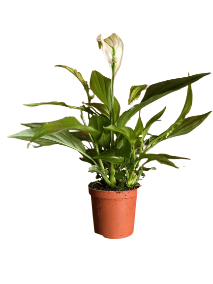 Mini Peace Lily - Spathiphyllium Pearl Cupido - Oh Shoot! Plants
