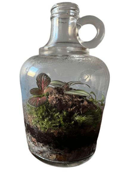 Upcycled Mini Demijohn Glass Terrarium Garden Eco System - Oh Shoot! Plants