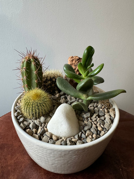 Small Cactus Bowl - Cactus Garden