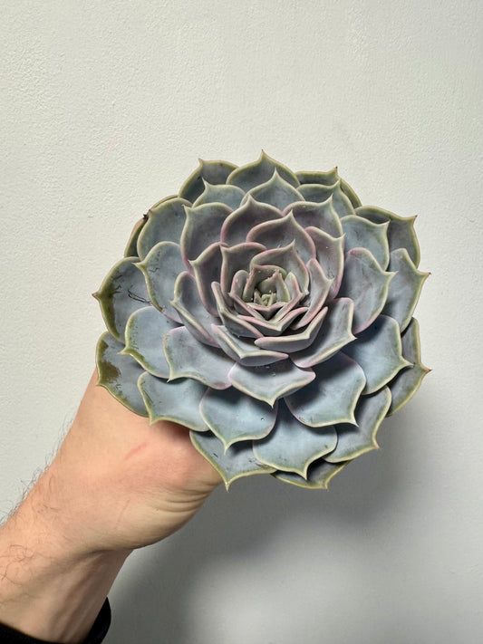 Echeveria Perle von Nurnberg - Pearl of Nurnberg