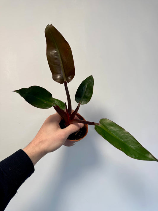 Philodendron Erubescens - Philodendron Red Sun