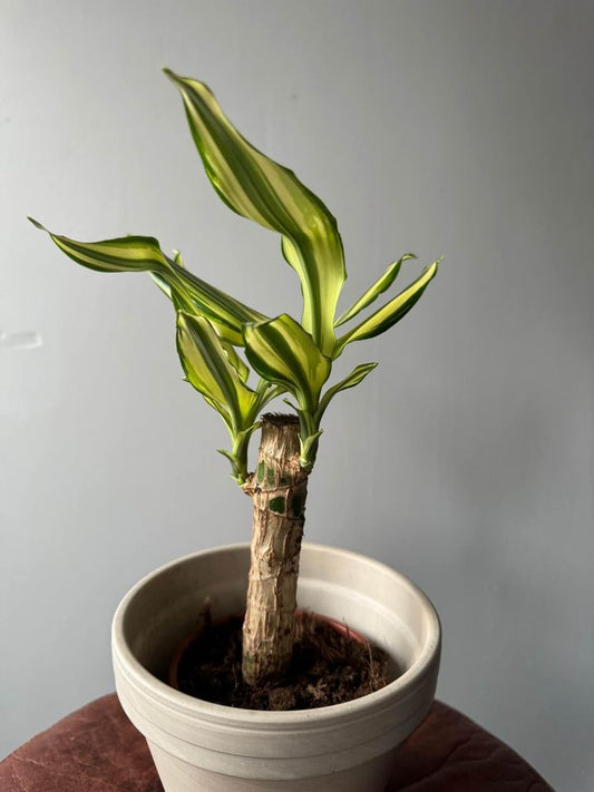 Dragon Tree - Corn Plant - Dracaena Fragrans - Oh Shoot! Plants