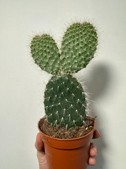 Mexican Prickly Pear Bunny Ear Cactus - Opuntia Pailana
