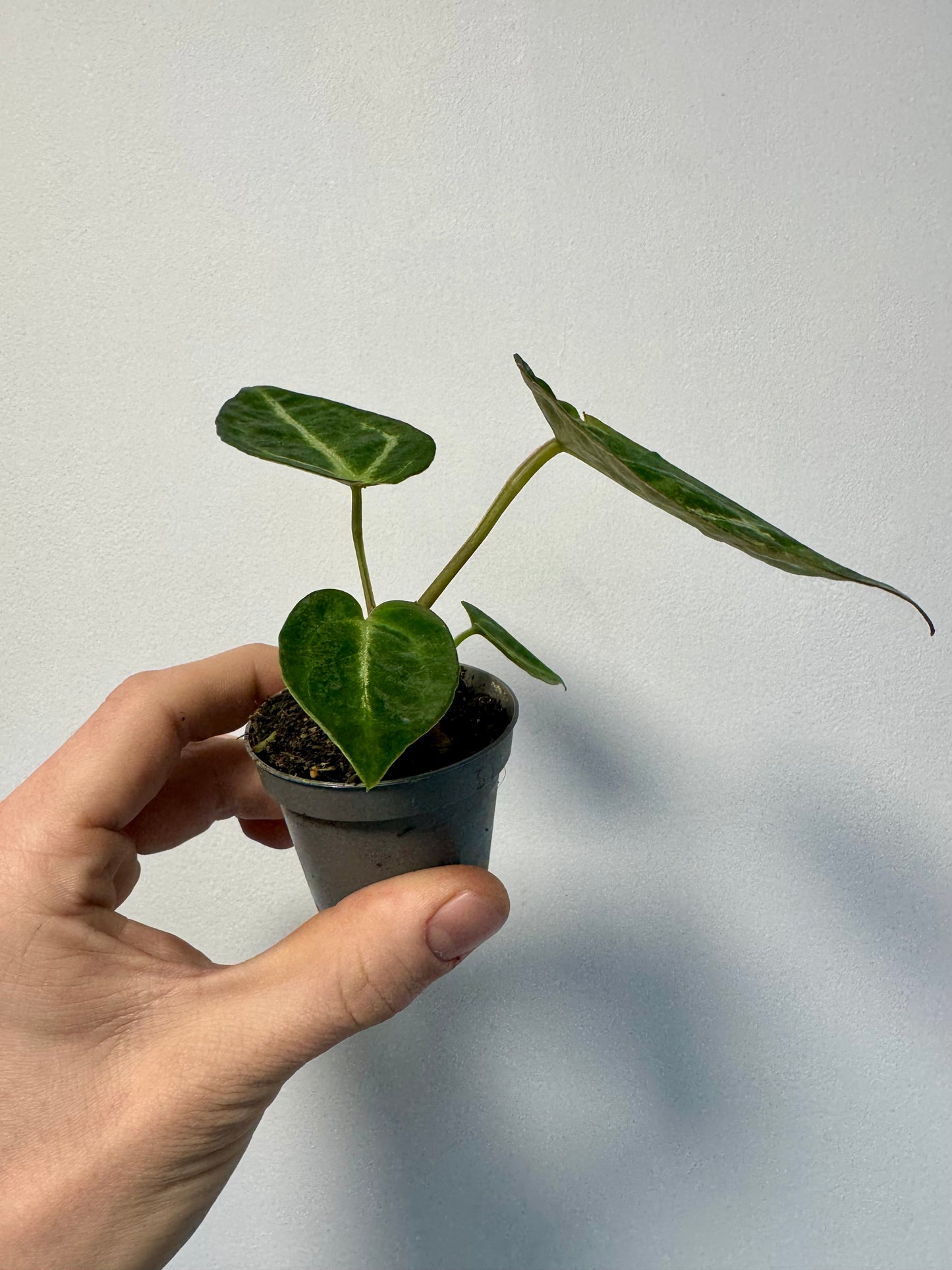 Baby Anthurium Crystallinum - Crystal Anthurium