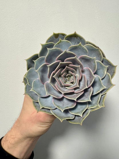 Echeveria Perle von Nurnberg - Pearl of Nurnberg