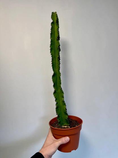 Euphorbia Ingens - Candelabra Cactus / Tree