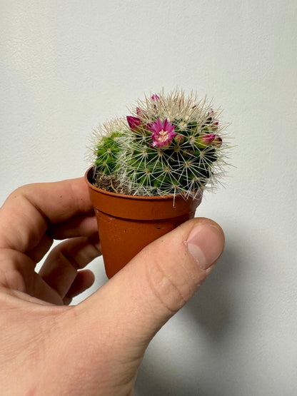 Mammillaria Spinosissima - Spiny Pincushion Cactus