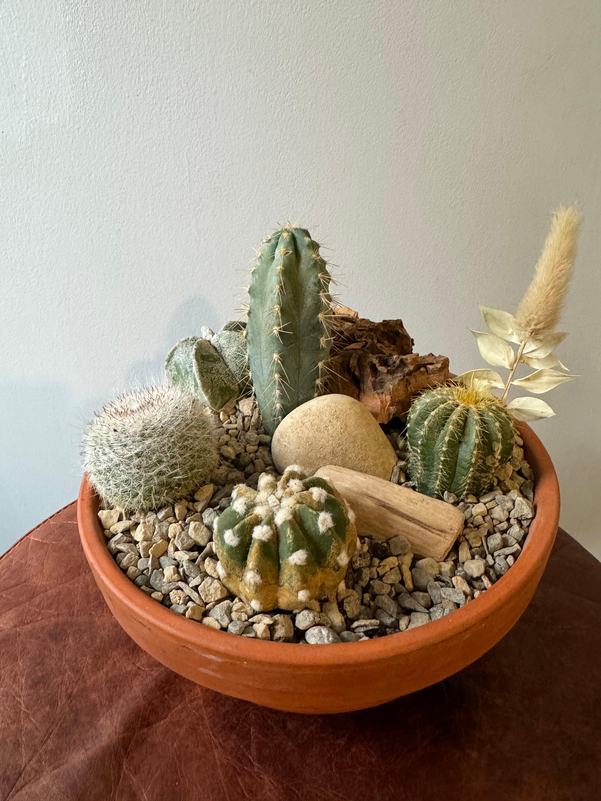 Medium Cactus Garden In Terracotta Pot - Oh Shoot! Plants