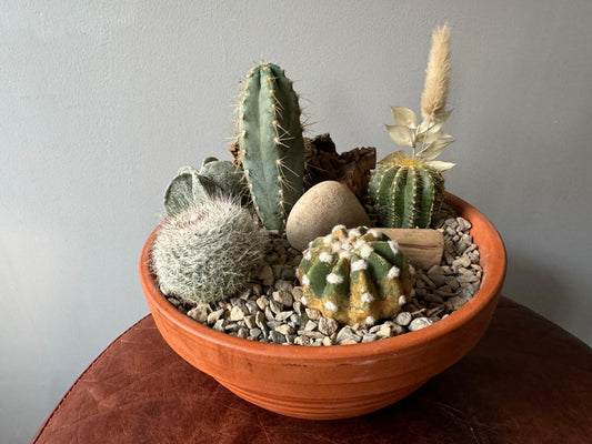 Medium Cactus Garden In Terracotta Pot