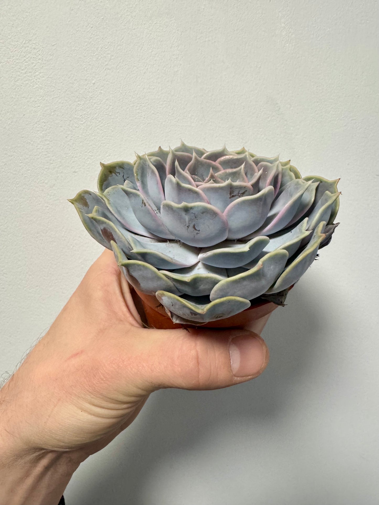 Echeveria Perle von Nurnberg - Pearl of Nurnberg