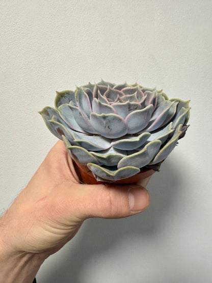 Echeveria Perle von Nurnberg - Pearl of Nurnberg