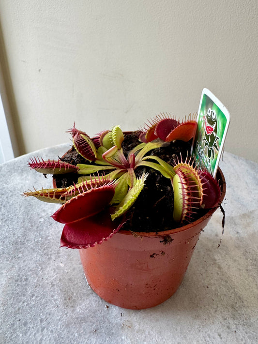 Dionaea Muscipula - Venus Fly Trap