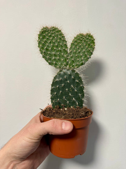 Mexican Prickly Pear Bunny Ear Cactus - Opuntia Pailana