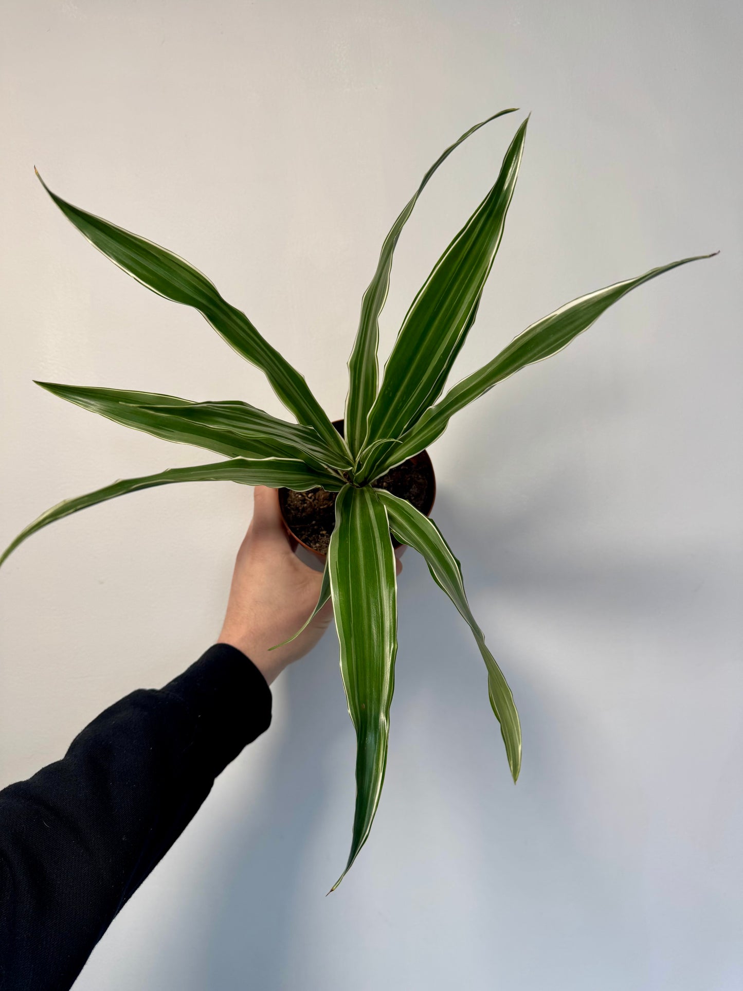 Dracaena Warneckii - White Striped Dracaena