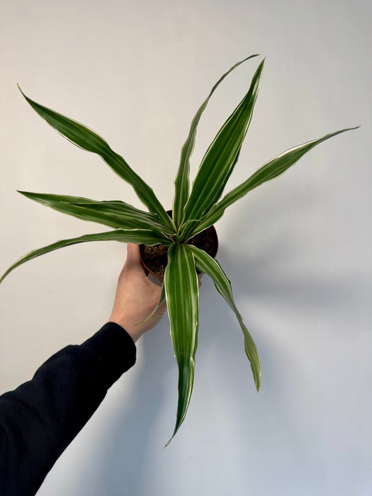 Dracaena Warneckii - White Striped Dracaena