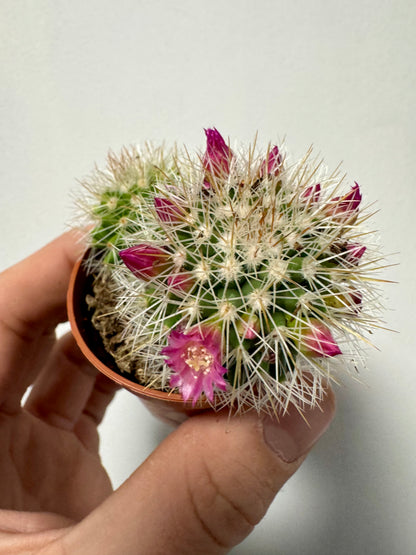 Mammillaria Spinosissima - Spiny Pincushion Cactus