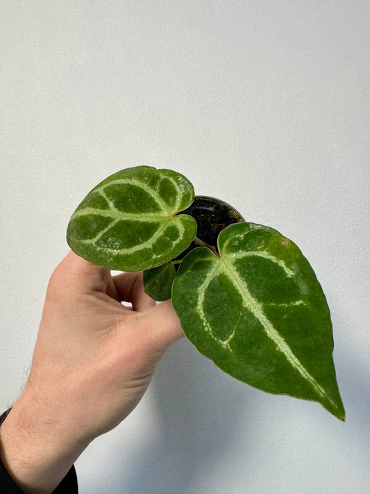 Baby Anthurium Crystallinum - Crystal Anthurium