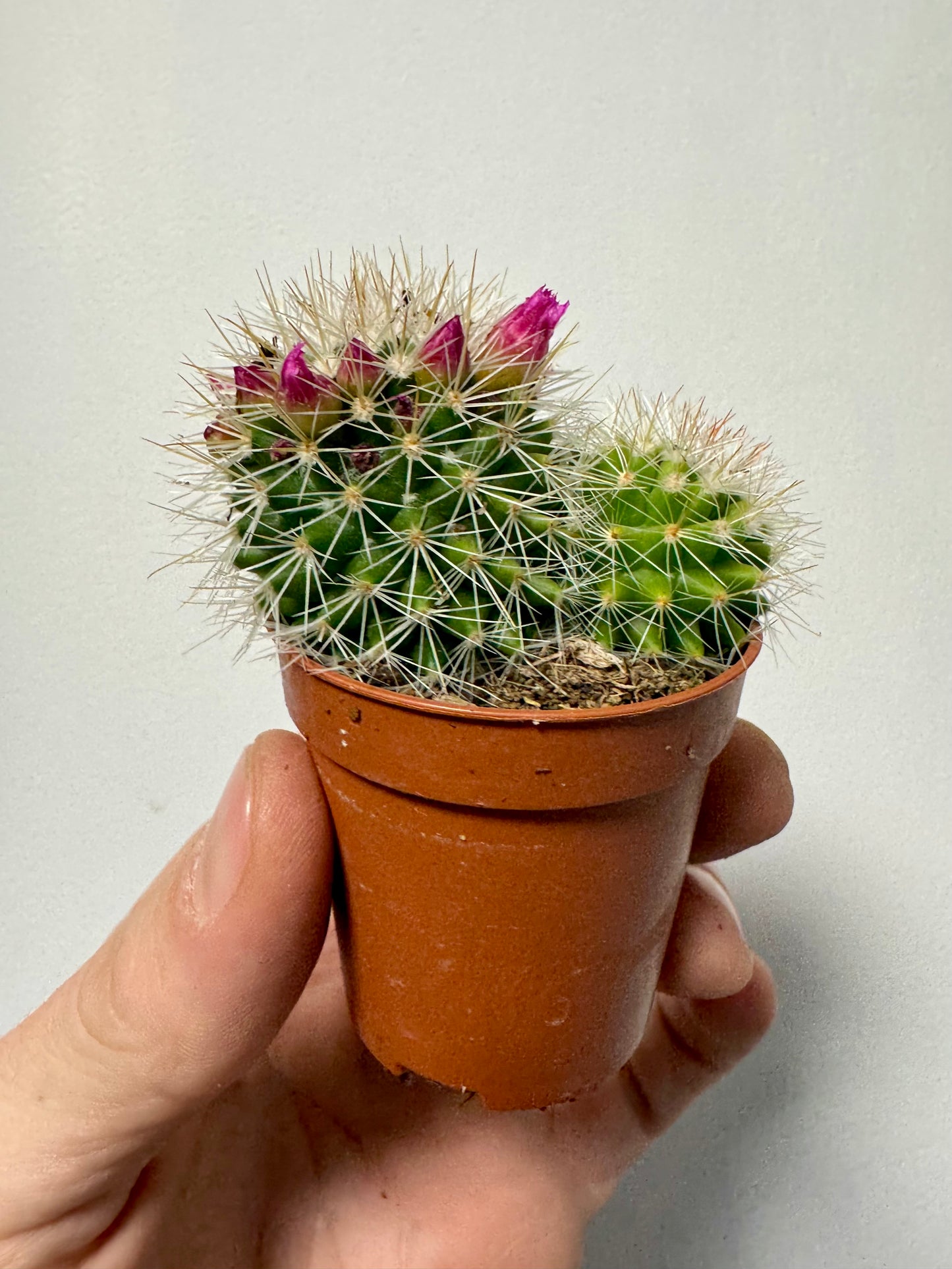 Mammillaria Spinosissima - Spiny Pincushion Cactus