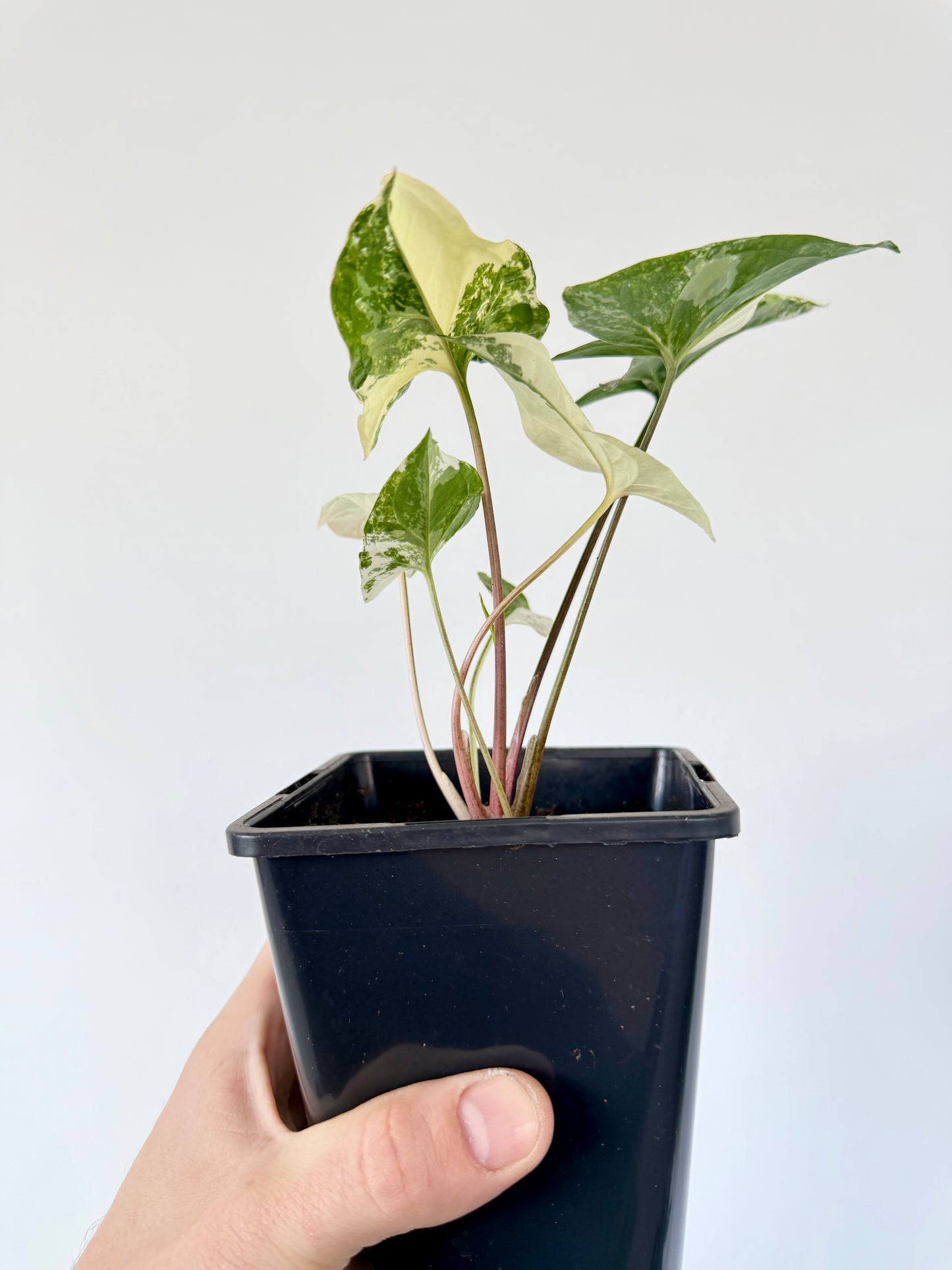 Syngonium Albo - Syngonium Podophyllum Variegata