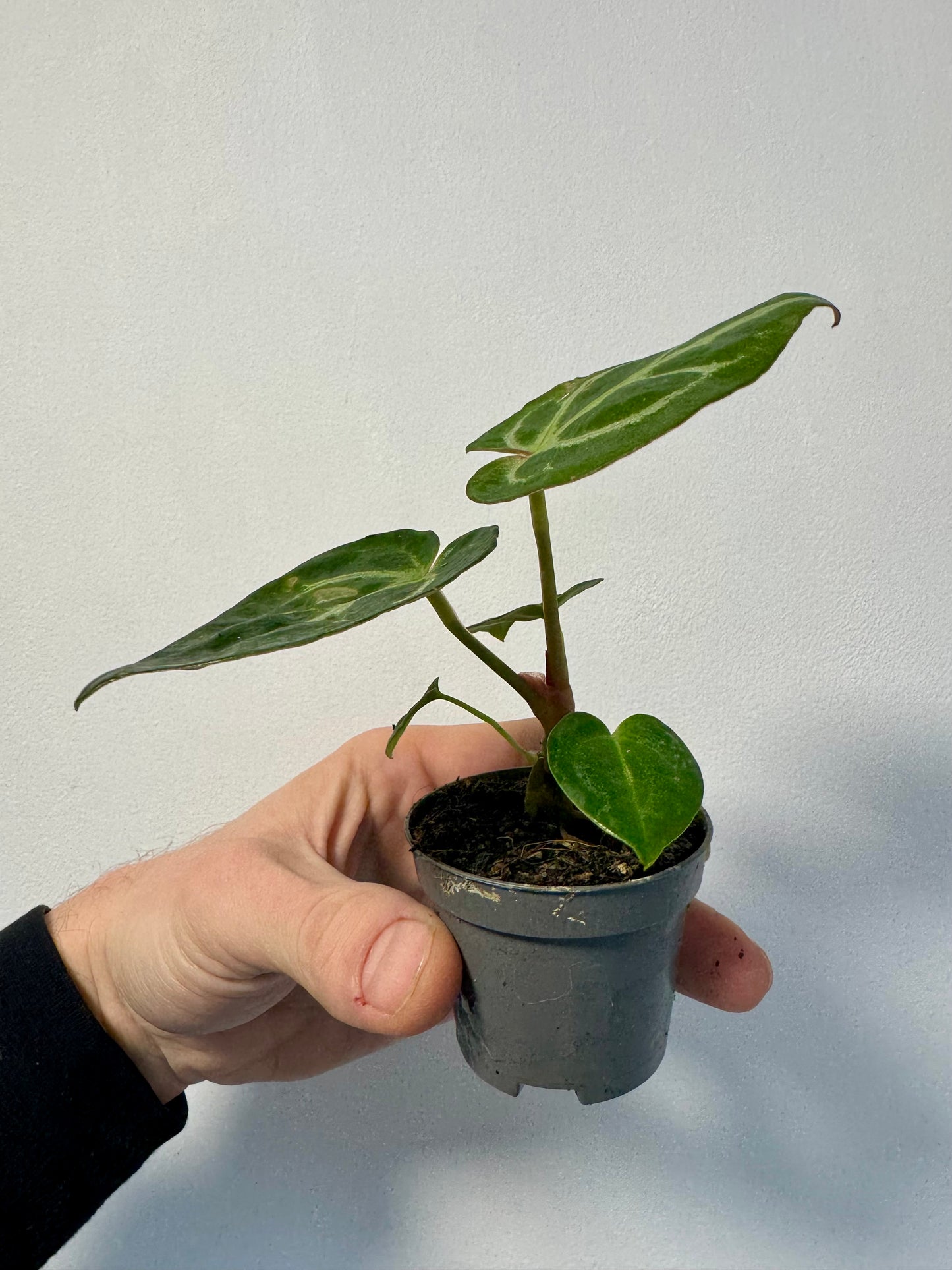Baby Anthurium Crystallinum - Crystal Anthurium