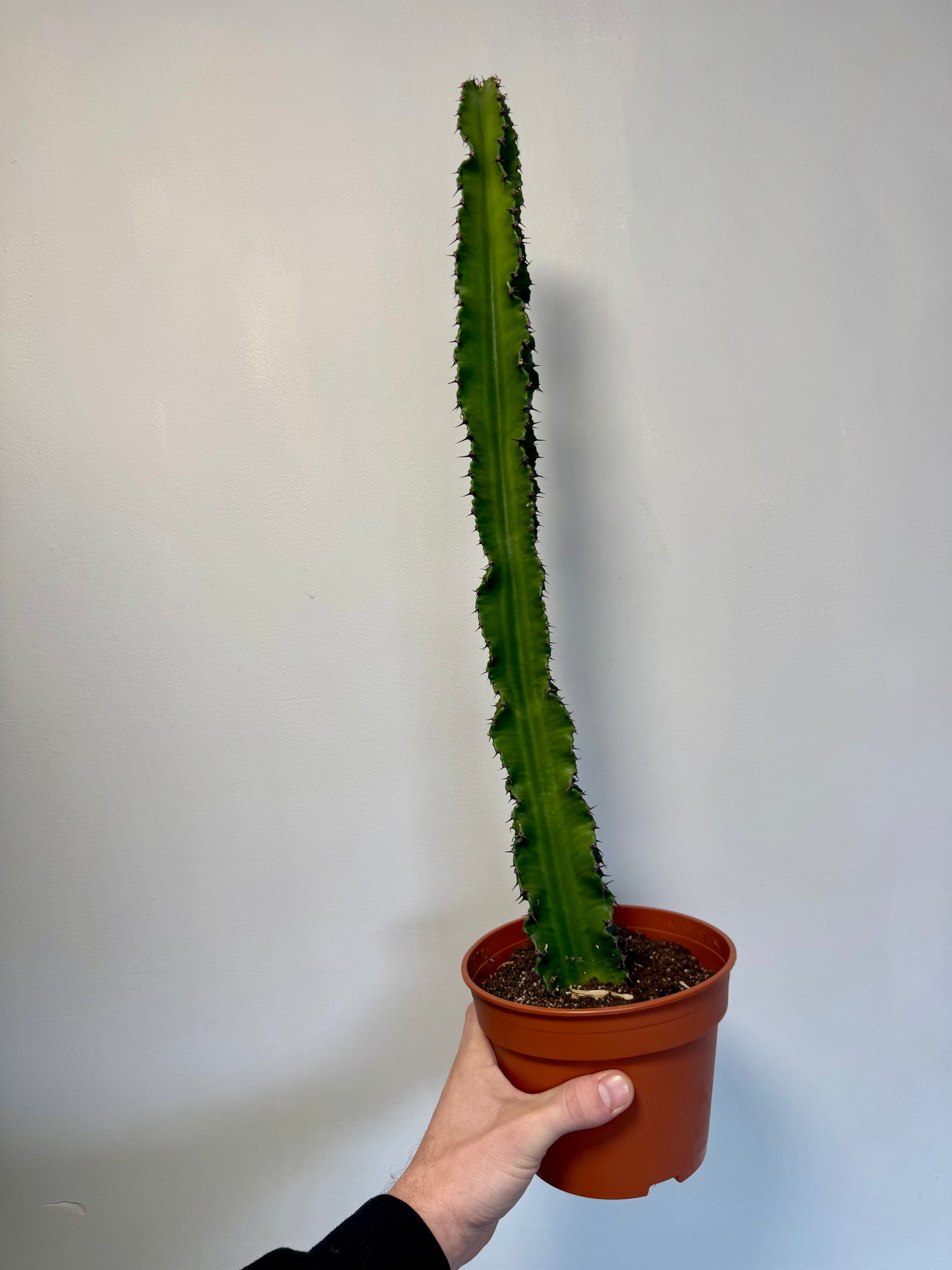 Euphorbia Ingens - Candelabra Cactus / Tree