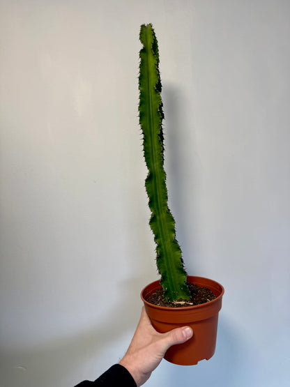 Euphorbia Ingens - Candelabra Cactus / Tree
