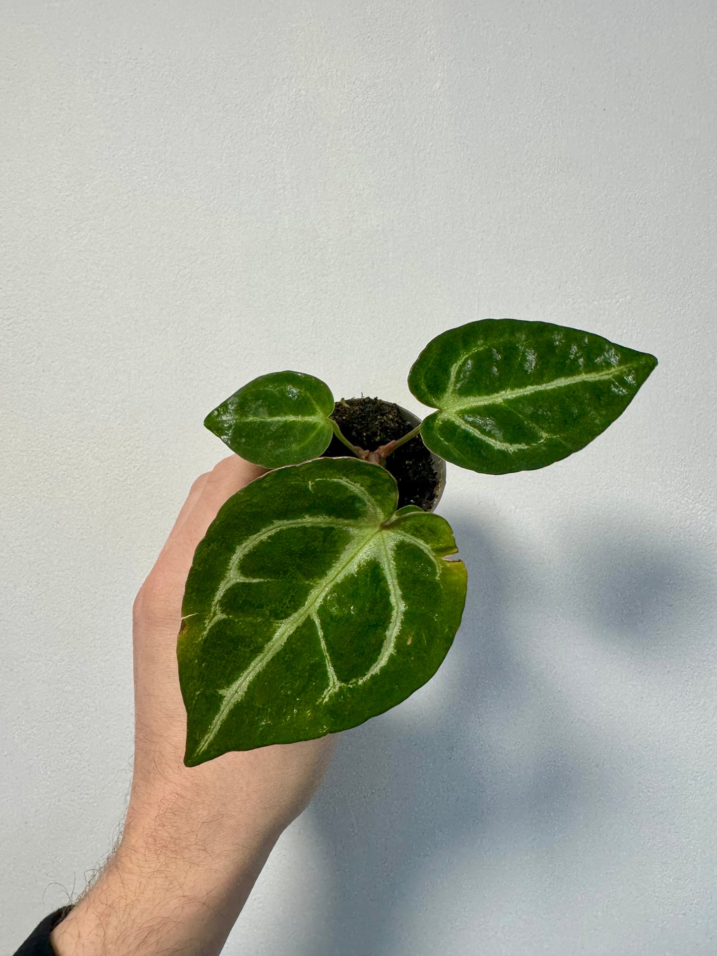 Baby Anthurium Crystallinum - Crystal Anthurium