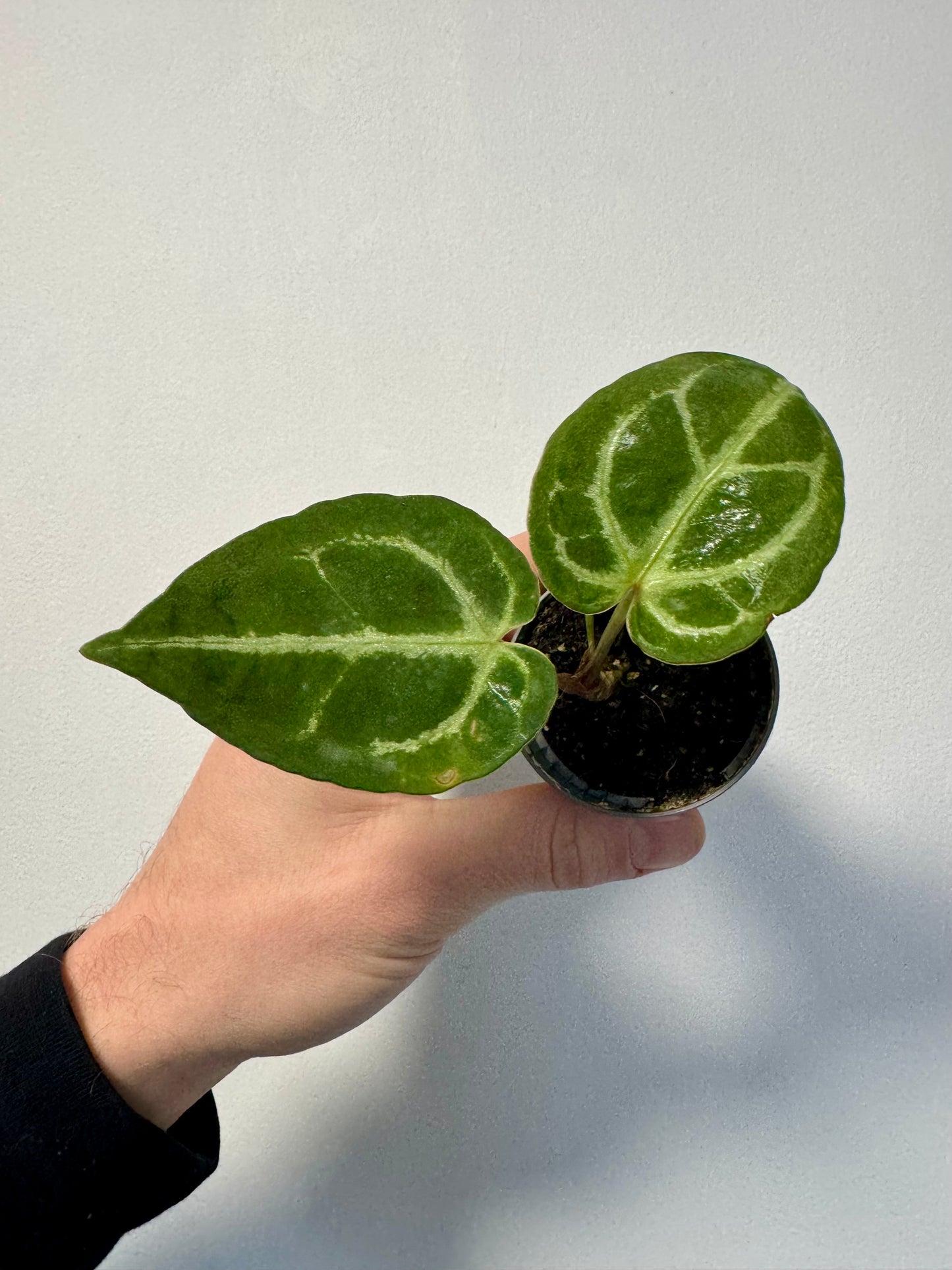Baby Anthurium Crystallinum - Crystal Anthurium