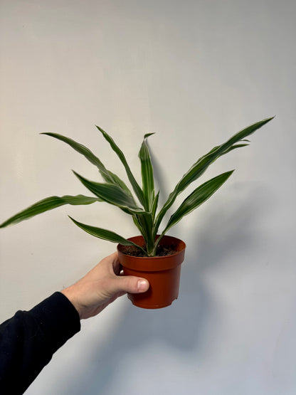 Dracaena Warneckii - White Striped Dracaena