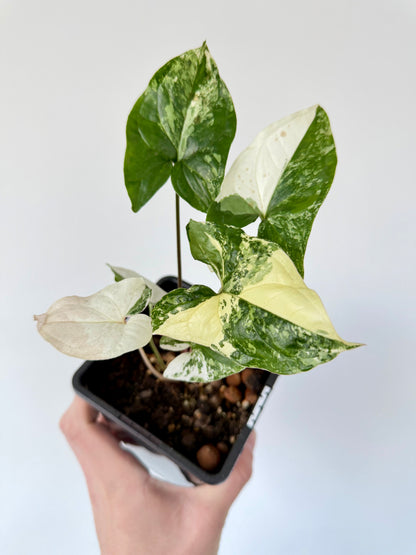 Syngonium Albo - Syngonium Podophyllum Variegata