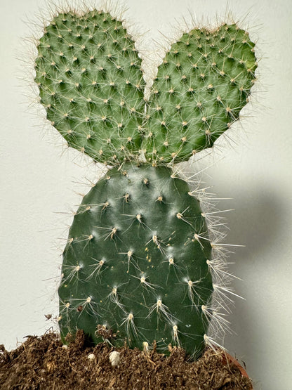 Mexican Prickly Pear Bunny Ear Cactus - Opuntia Pailana