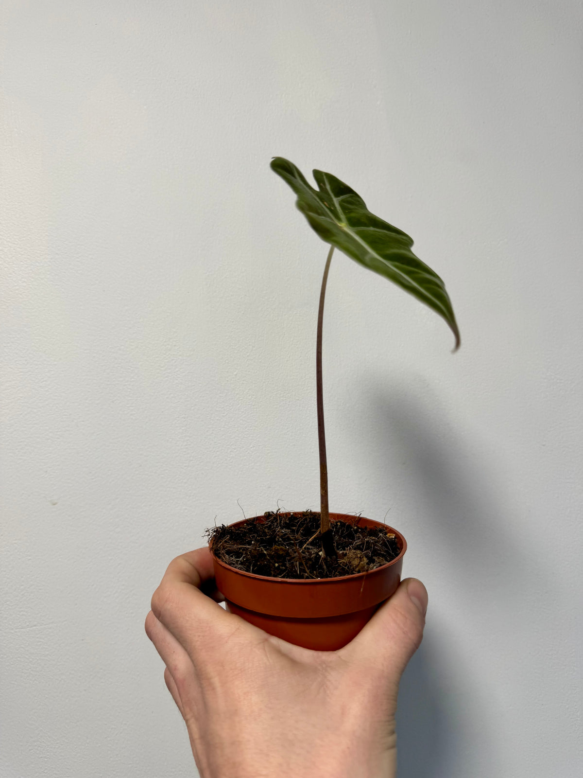 African Mask Plant glossy foliage