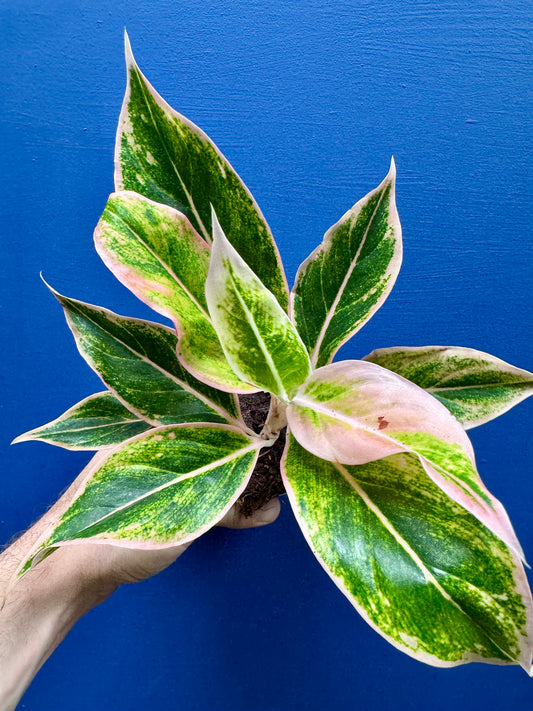 Aglaonema Golden Lipstick Chinese Evergreen houseplant
