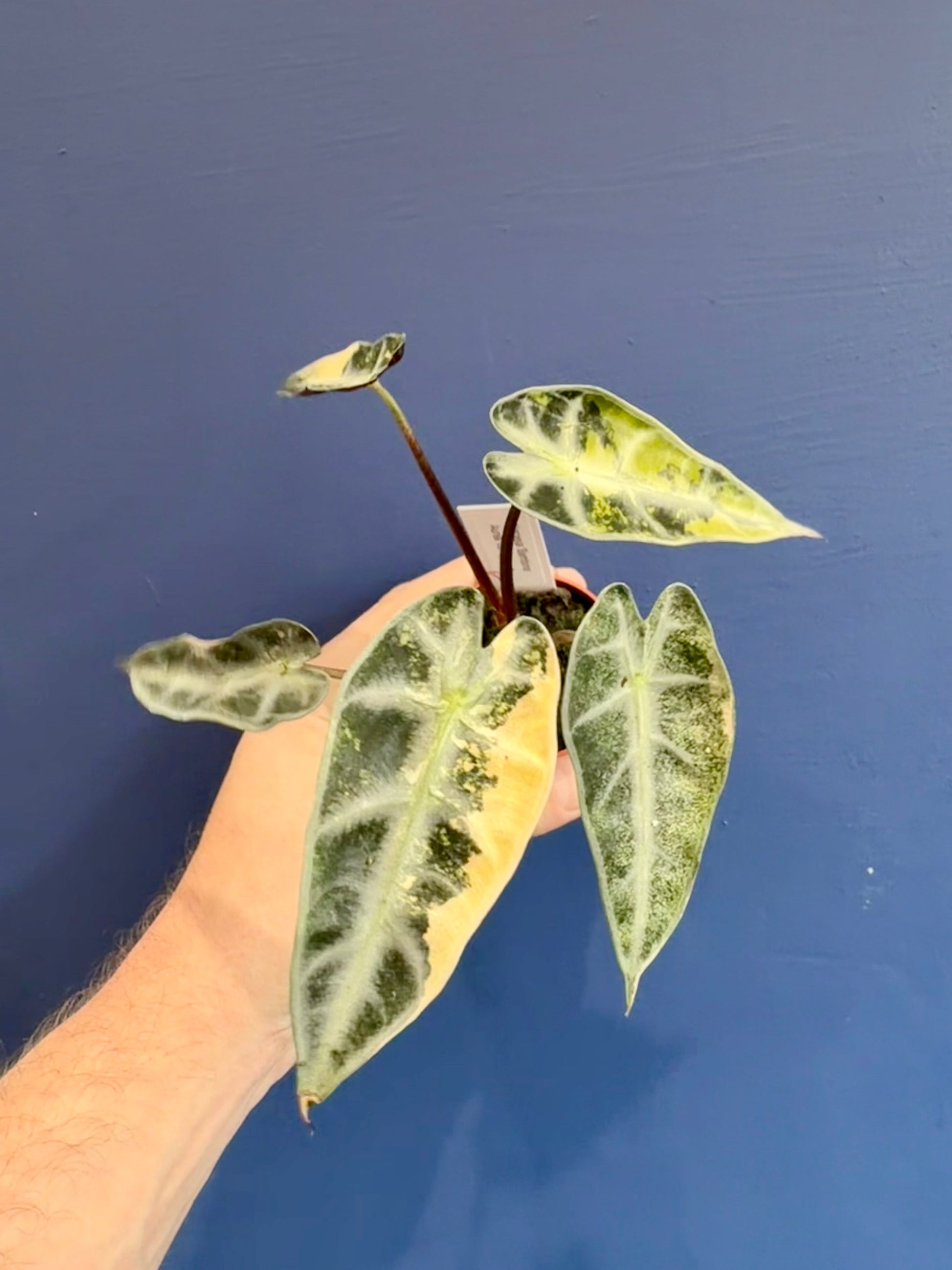 Alocasia Bambino Aurea Variegated full plant